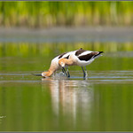 Avocet Foreplay 8187