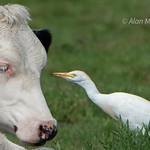Cattle Egret. Explore #56 22/4/22