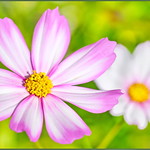 Morning Sun Beaming Down