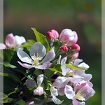 Apfel Bl&uuml;ten / Apple blossoms
