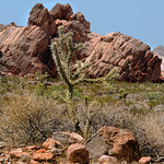 Cholla and Red Sandstone