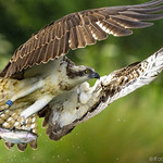 Osprey Flying Away With Fish