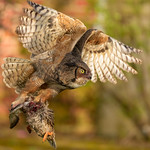 Great Horned Owl