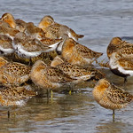 Dozing Dowitchers and Dunlin, Western Sandpiper