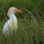 CATTLE EGRET // BUBULCUS IBIS (50cm)