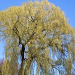 This tree caught my eye