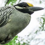 Yellow-crowned Night-Heron / Nyctanassa violacea, South Texas, 2019