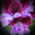Pretty Pelargoniums