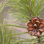 pinecone