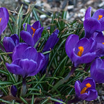 Crocus