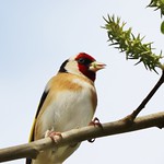 Attack On The Catkins By The Goldfinch