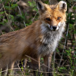 Red Fox