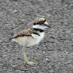 killdeer chick on parking lot