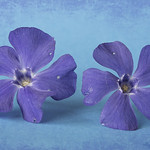 Blue for you - Me 2022