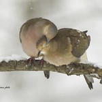 Storm's protector...