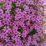 Happy Mother's Day!! IMG_20220428_133720