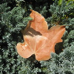 Autumn Leaf - Mount Macedon