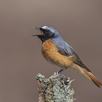 Redstart (Phoenicurus phoenicurus )