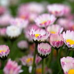 Lawn Daisies