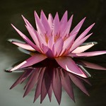 &ldquo;Am the WATERLILY Soft & beautiful outside Deep rooted inside Can bear any burden on mah beautiful arms....&rdquo;