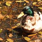 Drake Mallard