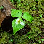 Trillium ovatum