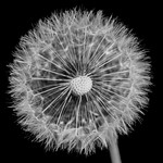 Day 125 (5th May) - Seedy