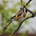 Goldfinch Taken through front room Window_0889