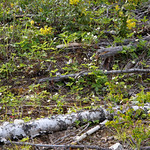 Wild strawberries blooming
