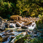 Going Deep into the forest !