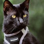 Sirius Black : Cat portrait