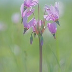 Shooting Star on Hayden Prairie