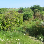 The lawnmeadow