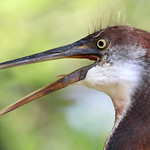 Tricolored Heron