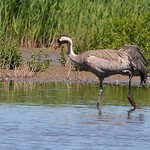 Common Crane - Grus grus 270522 (6)