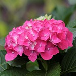 What is your favorite colour?