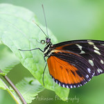 Tiger Longwing Butterfly (10).
