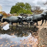 Long horn steers - bronze sculptures by Robert Summers in Pioneer Plaza, Dallas, TX