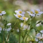 Wild strawberry flowers