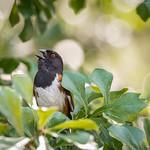 6/10/2022 - Eastern Towhee