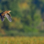 AmBitternFliesRight1 (2)