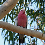 Galah (Eolophus roseicapilla roseicapilla)