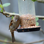 House Sparrow - Feeding I