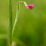 Grass Vetchling