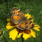 Butterfly in the Meadow (Explored)