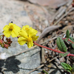 Helianthemum nummularium (L.) Mill. - Geel zonneroosje - Parc Naturel de la Muntanya de Montserrat