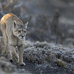 Puma_on-the_Prowl_WEB_F4A6562