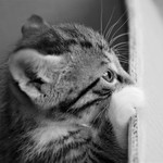 Looking over the wall