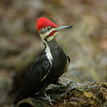 Grand Pic // Pileated Woodpecker