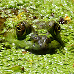 Jeremiah was a bullfrog, he was good friend of mine...